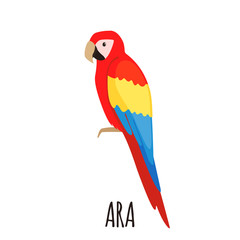 Cute Ara parrot in flat style
