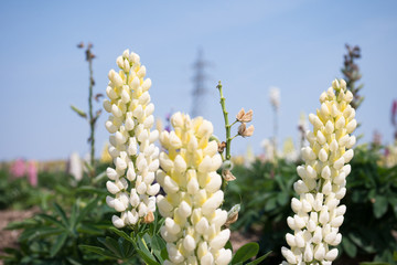 Antirrhinum majus L.