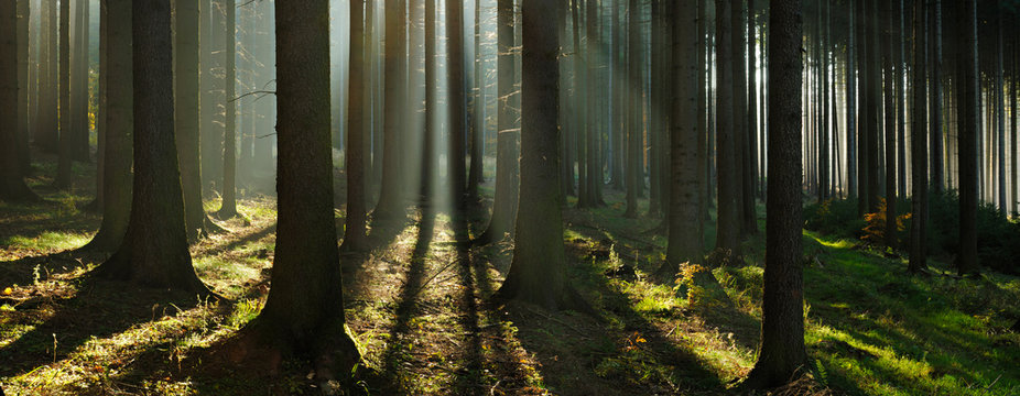 Fototapeta Autumn, Forest of Spruce Trees Illuminated by Sunbeams through Fog