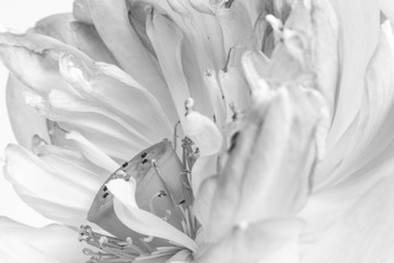 Fototapeta na wymiar Close up of open lotus flower blossom