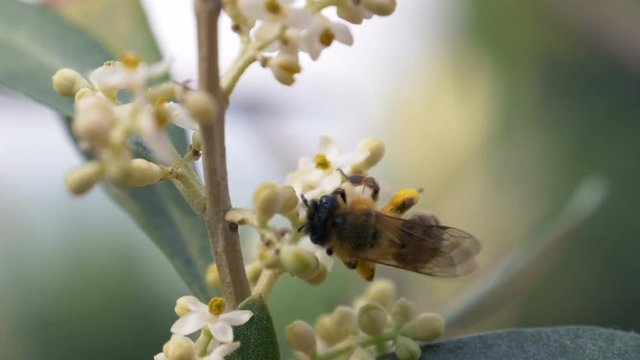 Close up of honey bee collecting nectar from the white flowers of tree, in slow motion
