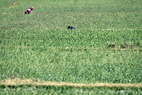 Two people harvesting rice in paddy field, Dali, Yunnan, China