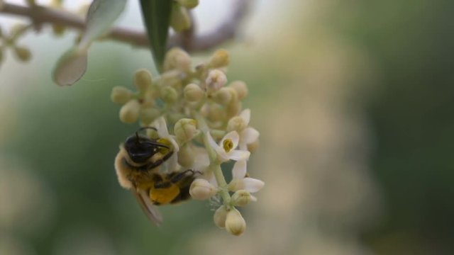 Close up of honey bee collecting nectar from the white flowers of tree, in slow motion
