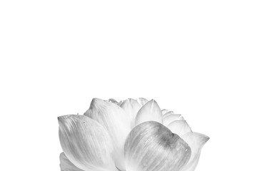 Fototapeta na wymiar Close up of open lotus flower blossom