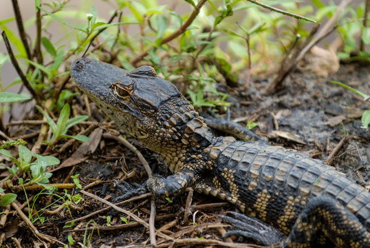 Baby alligator resting in Myakka State Park Florida