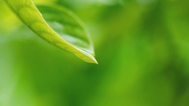 water rain drop with fresh green leaf for nature background of close up dew drop fall from leaf