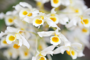 close up of beautiful white orchid flower as background.