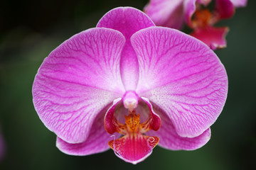 Fototapeta na wymiar close up of beautiful pink phalaenopsis orchid flower