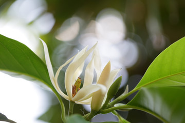 white champaka flower with beautiful bokeh as background.