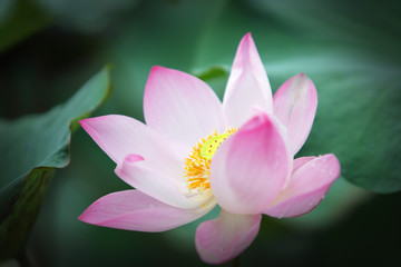 beautiful lotus flower blooming in garden