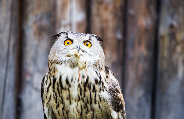 Portrait of an eagle owl at the zoo