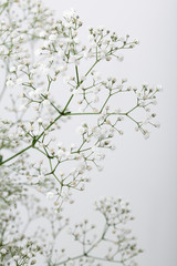 Close up of little white Gypsophila(Baby's-breath) flowers