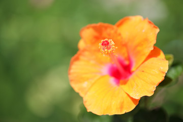 Fototapeta premium close up of beautiful hibiscus flower