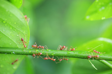 ants with green environment as background.