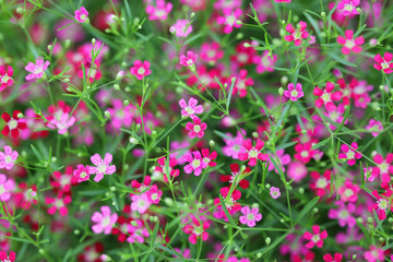 close up of beautiful gypsophila flower as background.
