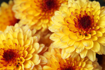 close up of yellow dahlia flower as background.