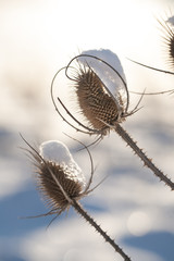 Dried thistle under the snow