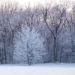Sunset in winter forest