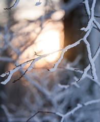 Sunset in winter forest