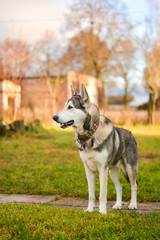 Alaskan Malamute / Alaskan Laika watches something in her yard