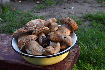 Porcini in metal bowl on wooden small stool. White edible wild mushrooms. Copy space for your text
