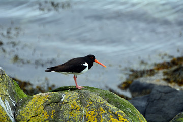 Eurasian oystercatcher, Inchcolm Island, Scotland
