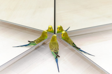 Budgie Look in the mirror on many reflections © lusyaya