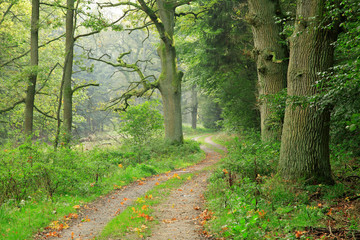 Hiking Path through Forest of Ancient Oak Trees in Early Autumn