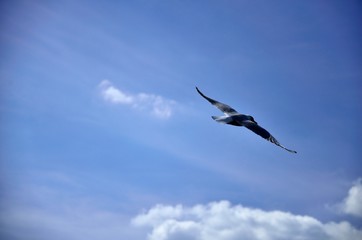 mewa II © Piotr Łaskawski