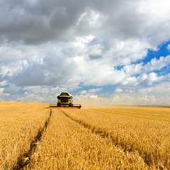 Combine Harvester Cutting Wheat, Summer Landscape of endless Fields under blue sky with clouds