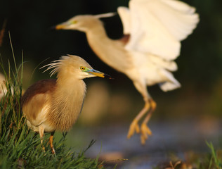 Indian pond heron 