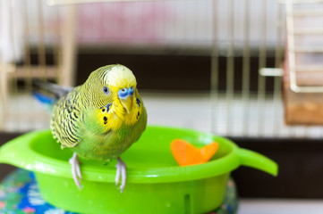 Funny green budgie parrot takes a bath