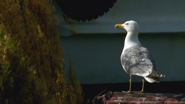 M&ouml;we