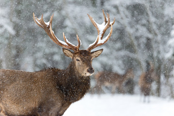 Lonely stag with Snowflakes. of a noble red deer, while looking at you in winter time. Wild buck...