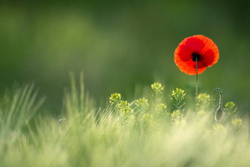 Obraz premium Wild Red Poppy, Shot With A Shallow Depth Of Focus, On A Yellow Wheat Field In The Sun. Lonely Red Poppy Close-Up Among Wheat. Picturesque Single Wild Poppy On A Background Of Ripe Wheat