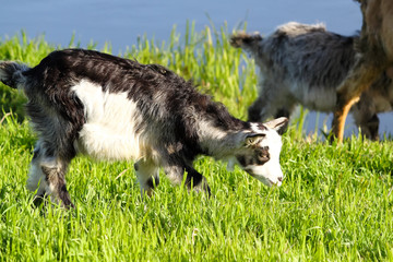Goat grazing on lush pastures near the river