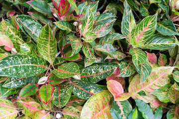 Colorful Garden croton's leaves (Codiaeum variegatum)   © Classic
