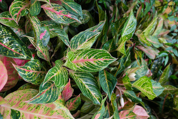Colorful Garden croton's leaves (Codiaeum variegatum)   © Classic