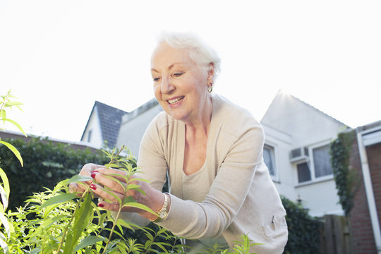 Senior woman in garden, picking herbs