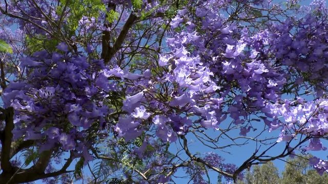 Jacaranda am Mittelmeer