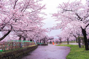  JOETSU, JAPAN - April 9, 2017:Beautiful cherry blossom sakura in spring time ,Sakura Festival .