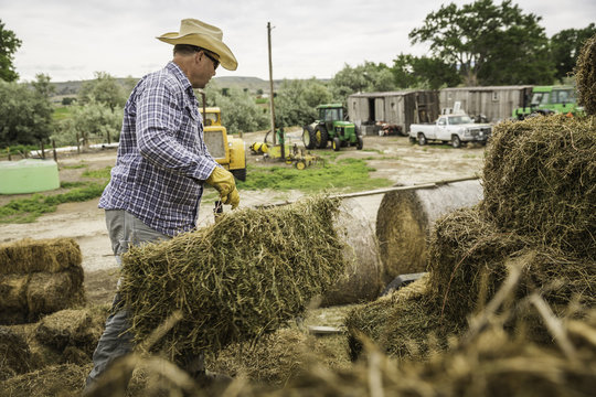 Mature man on farm wearing cowboy hat moving bales of hay