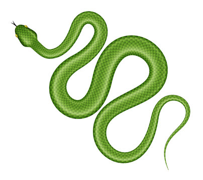 Green tree python vector illustration. Isolated tropical snake on white background.