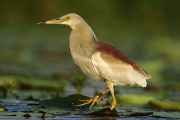 Indian pond heron 