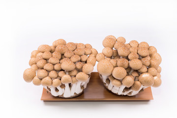 Shimeji mushrooms brown in the basket on white background
