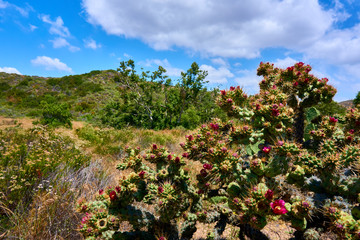 Blooming cactus in a green vegetation - California, USA