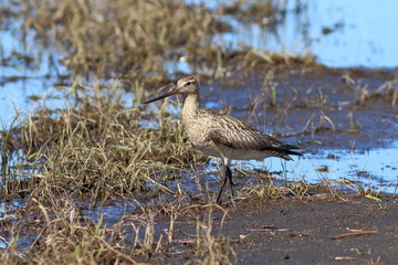 Limosa lapponica. Bird looking for food on the waterfront