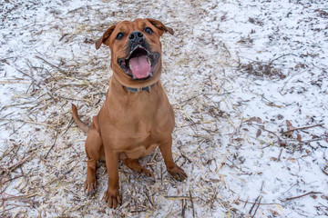 Bullmastiff dog sits on the ground