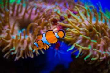 Tropical clown fish and corals. Beautiful background of the underwater world