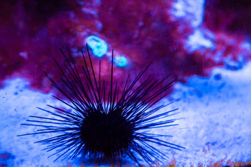 Tropical sea urchin in blue water. Beautiful background of the underwater world